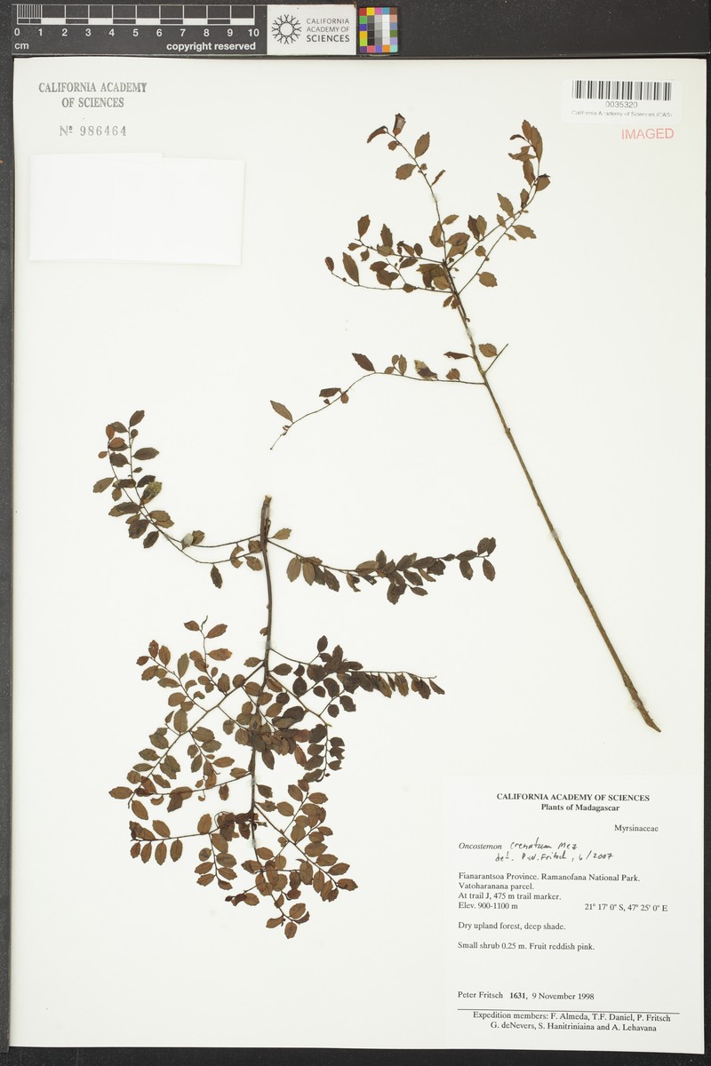 Oncostemum crenatum photo 2