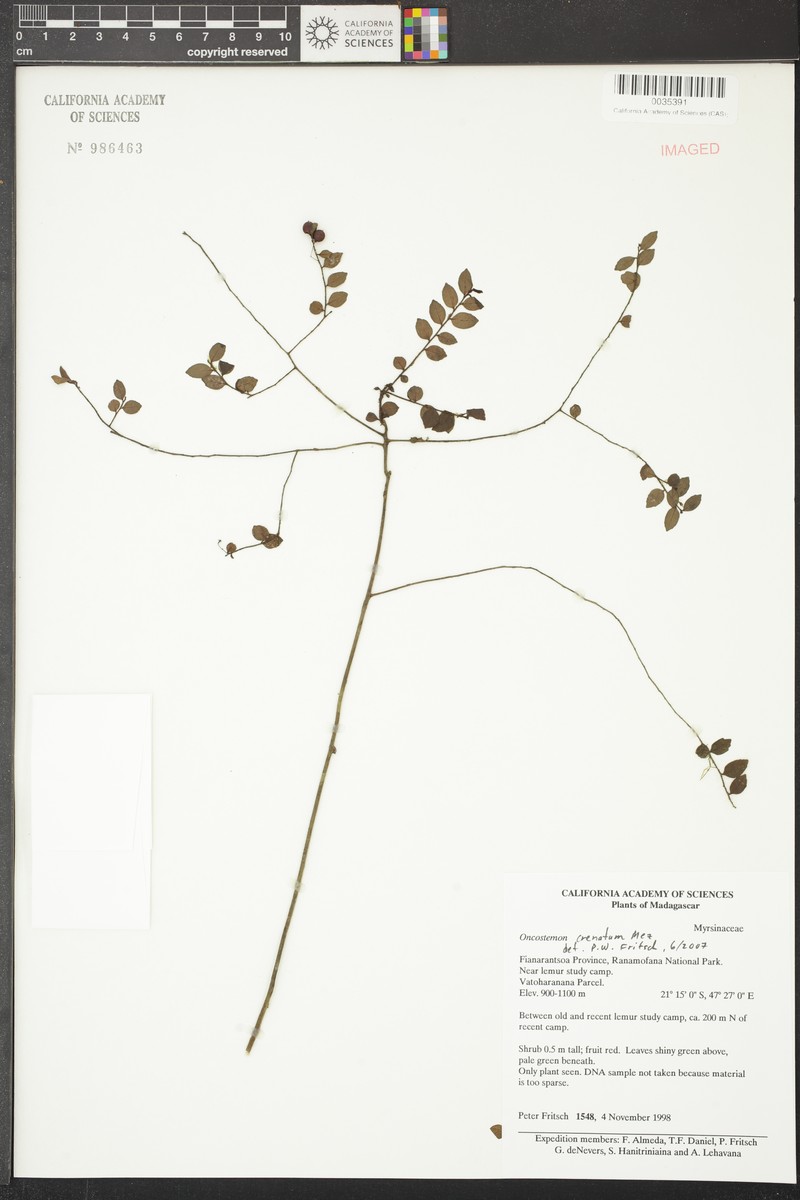 Oncostemum crenatum photo 3