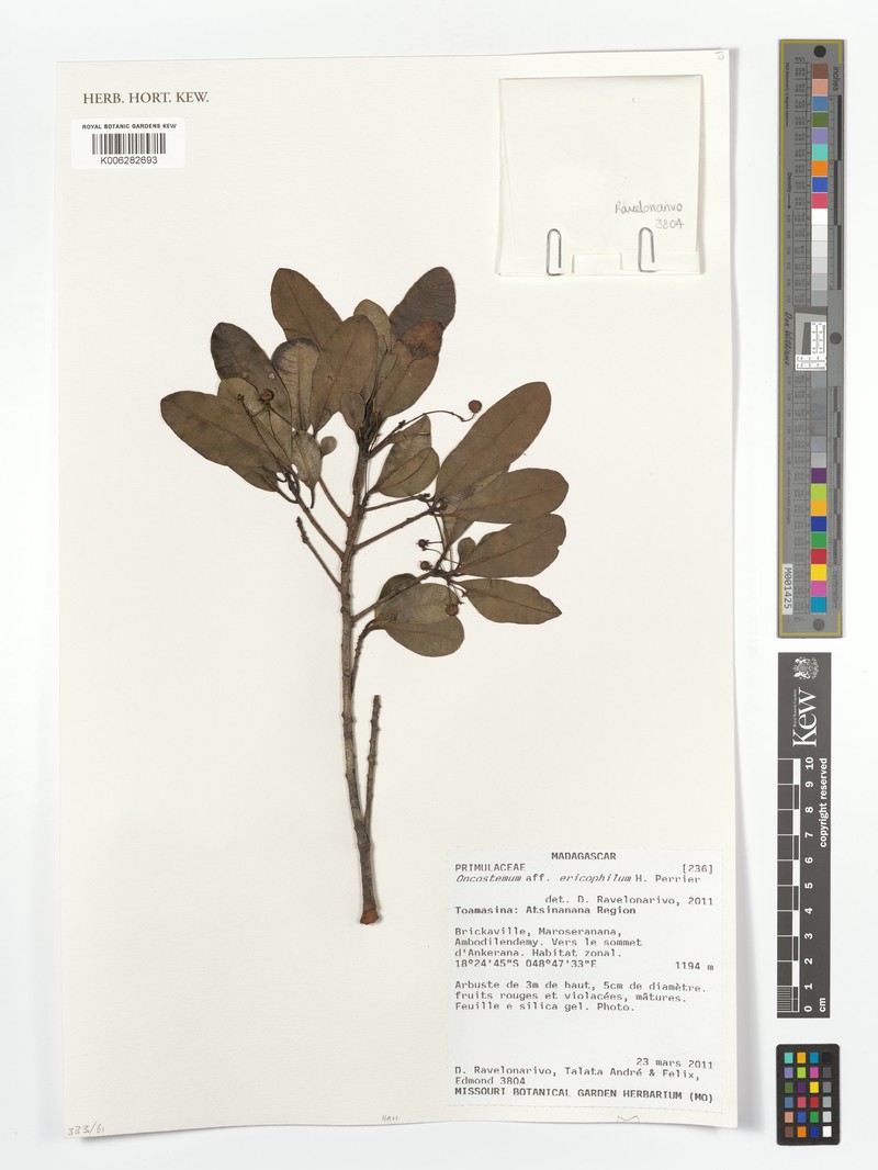 Oncostemum ericophilum