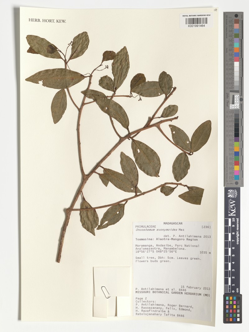 Oncostemum evonymoides