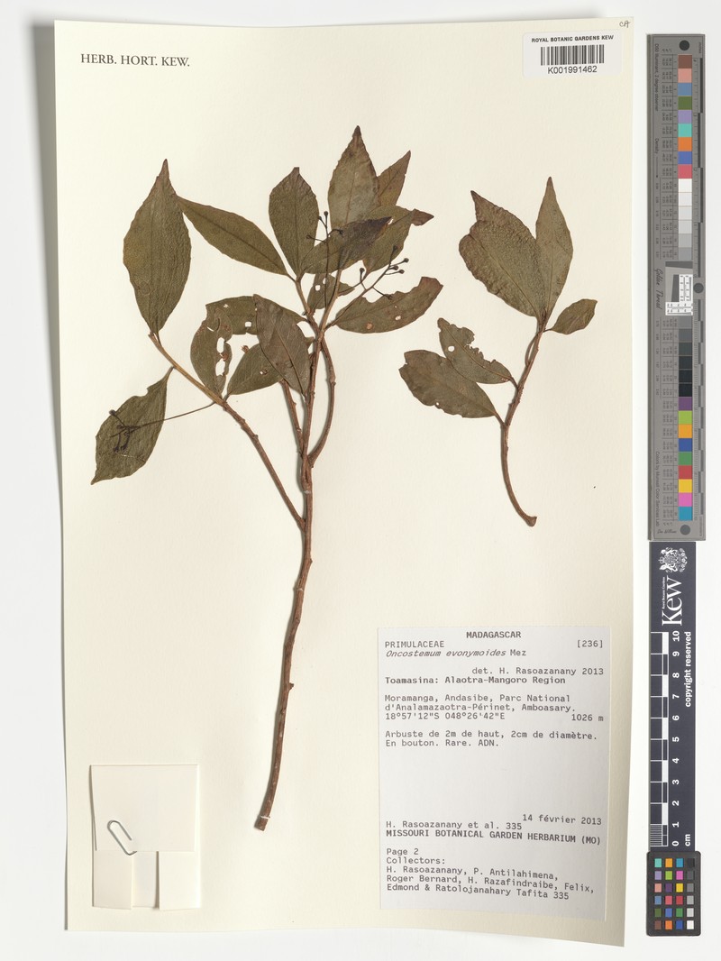 Oncostemum evonymoides photo 2