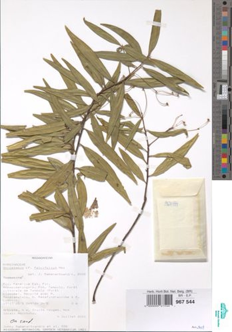 Oncostemum falcifolium