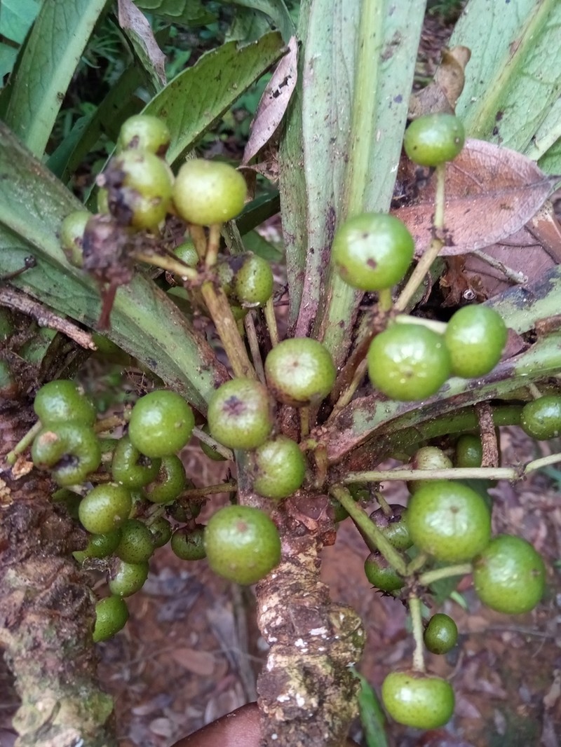 Oncostemum formosum