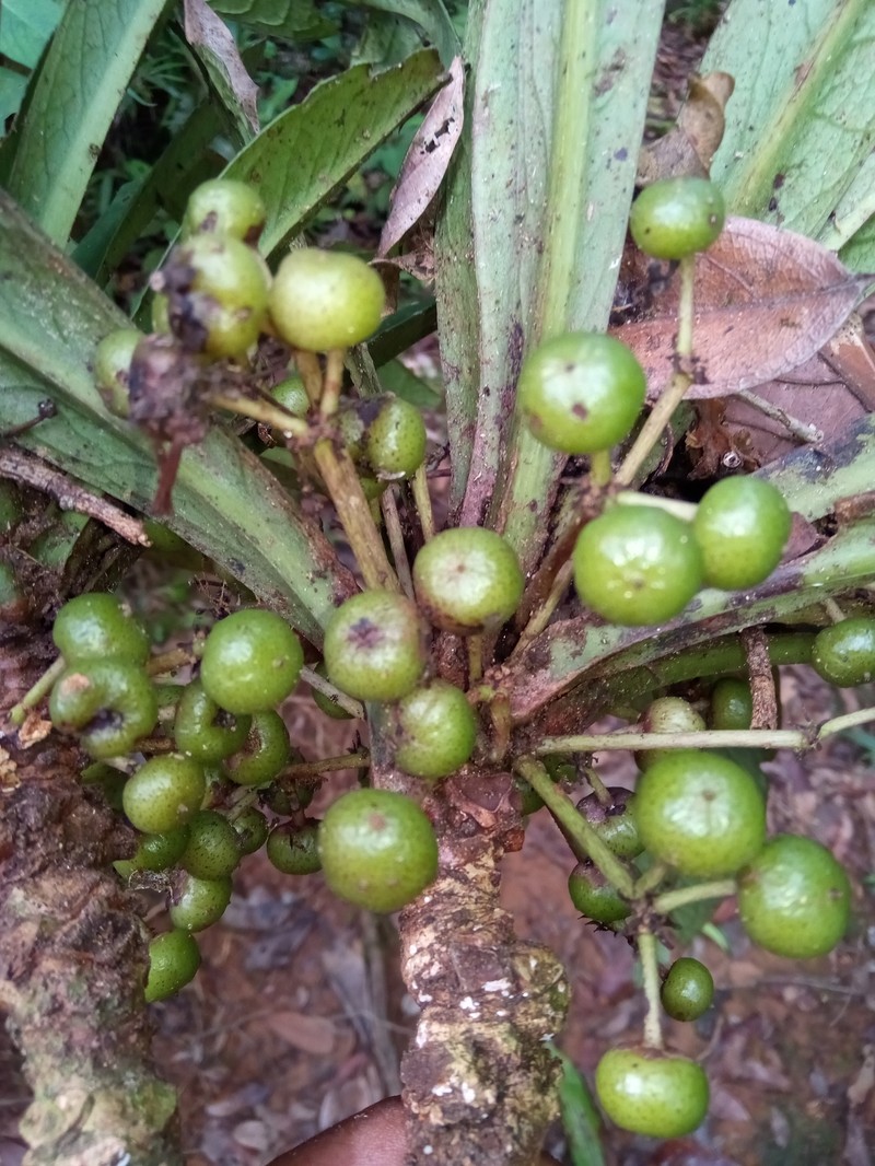Oncostemum formosum photo 2