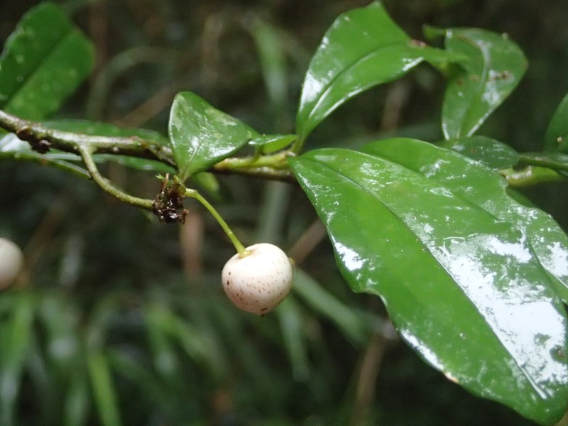 Oncostemum forsythii