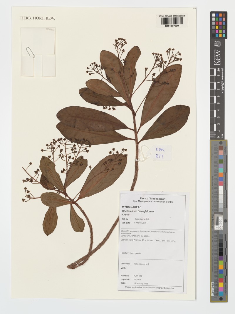 Oncostemum hieroglyforme photo 2