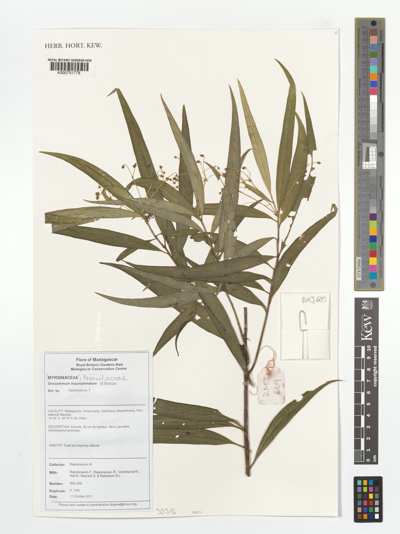Oncostemum imparipinnatum photo 2