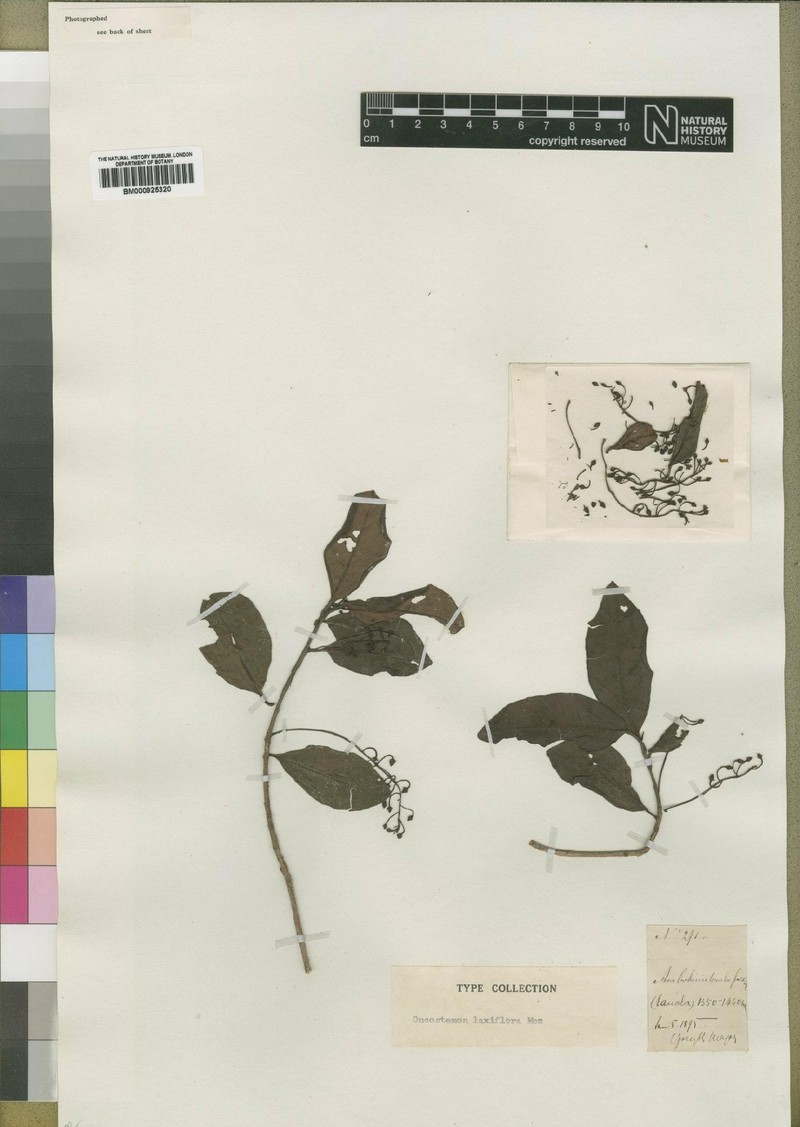 Oncostemum laxiflorum