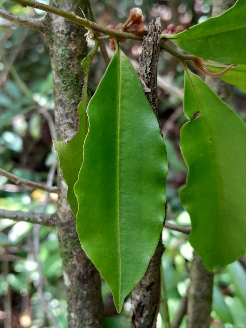 Oncostemum leprosum