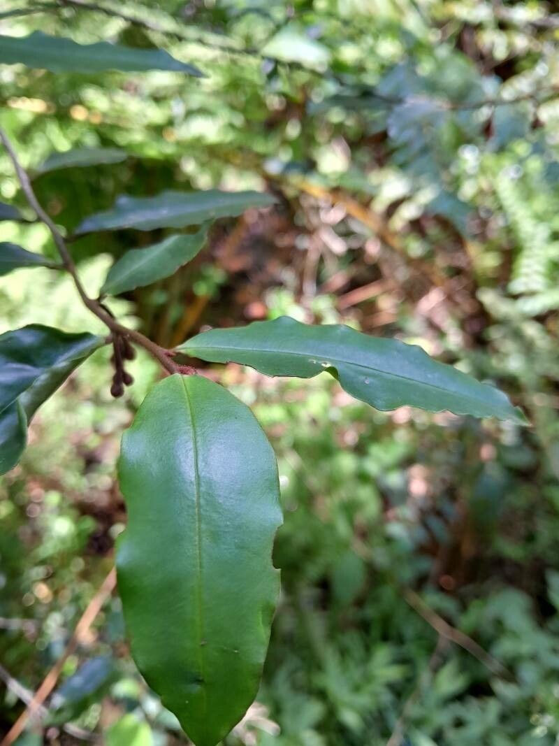 Oncostemum leprosum photo 2