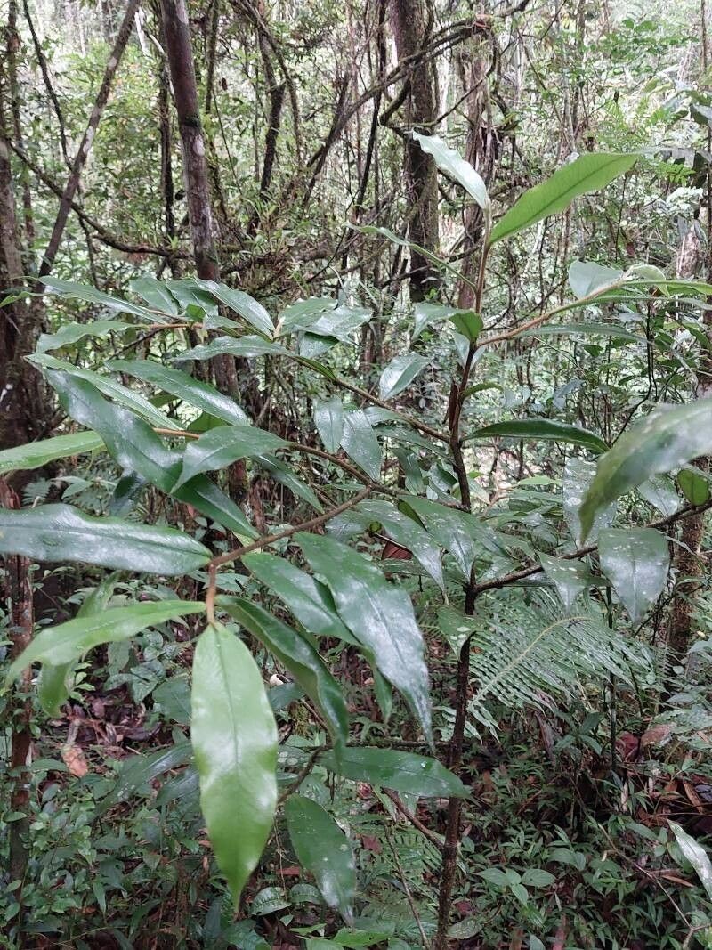 Oncostemum linearisepalum