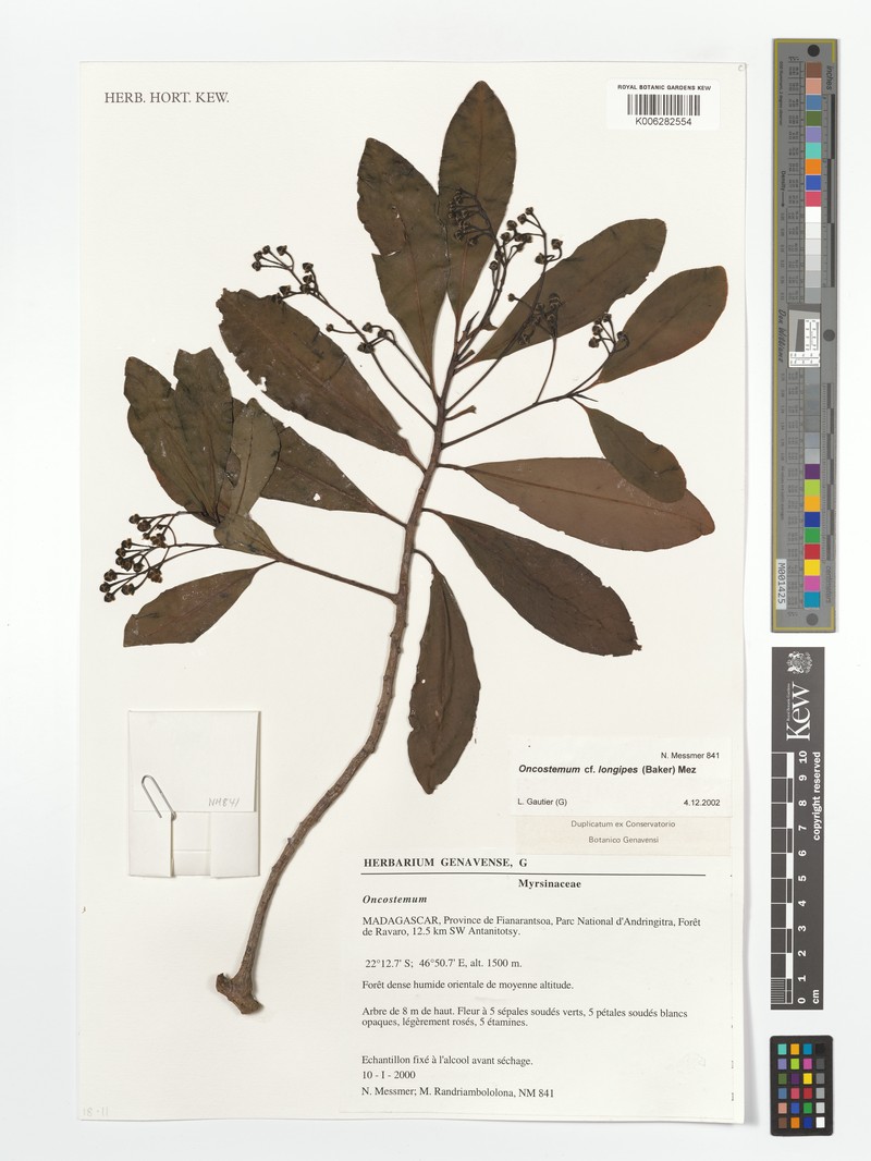 Oncostemum longipes photo 4