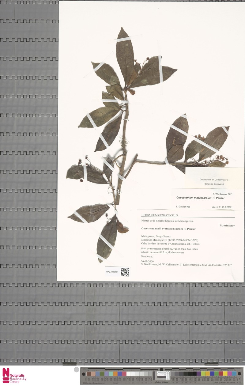 Oncostemum macrocarpum