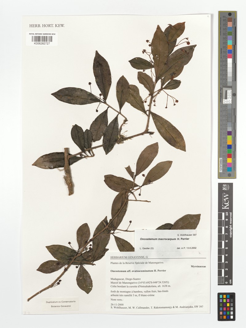 Oncostemum macrocarpum photo 2