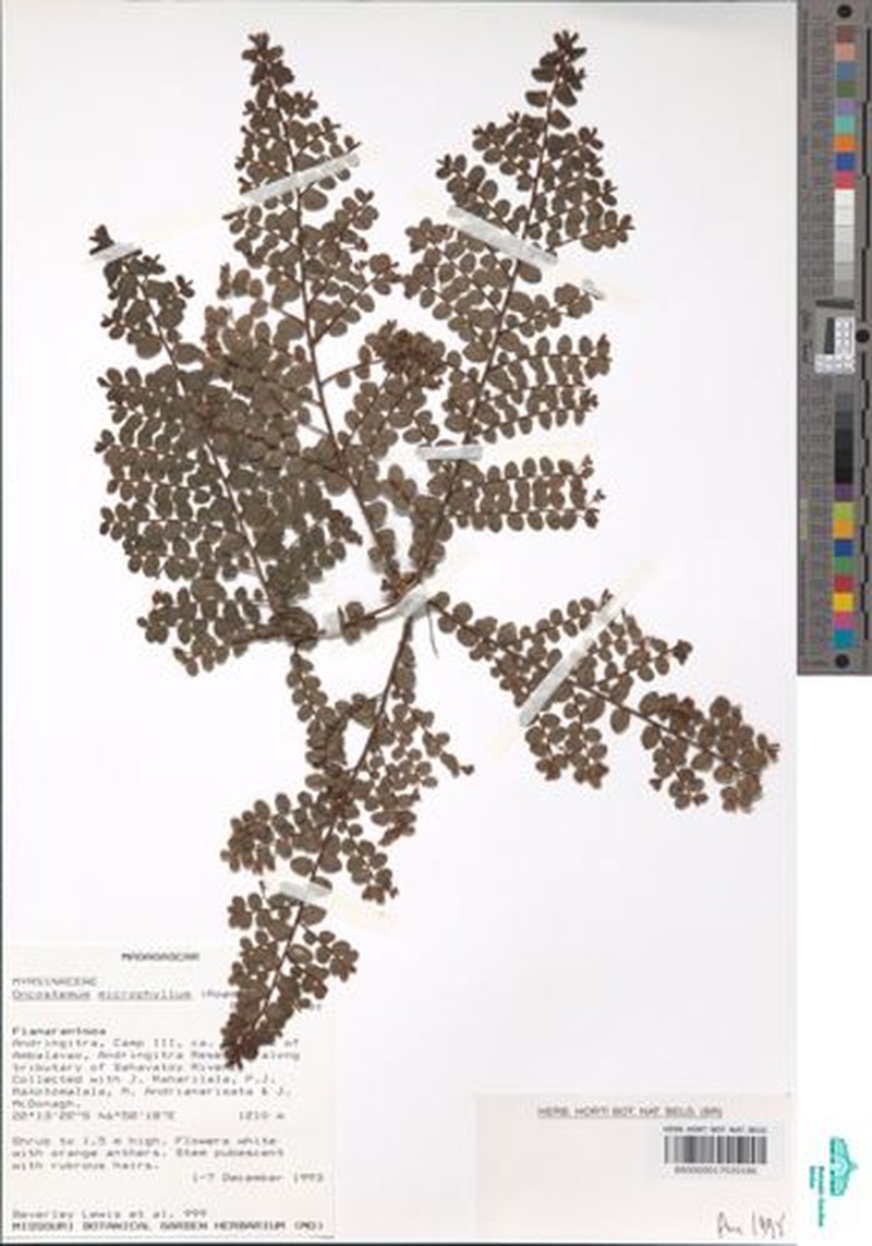 Oncostemum microphyllum