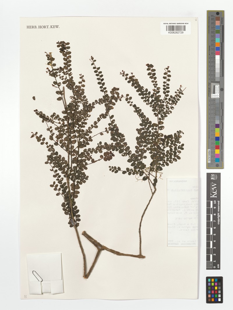 Oncostemum microphyllum photo 3