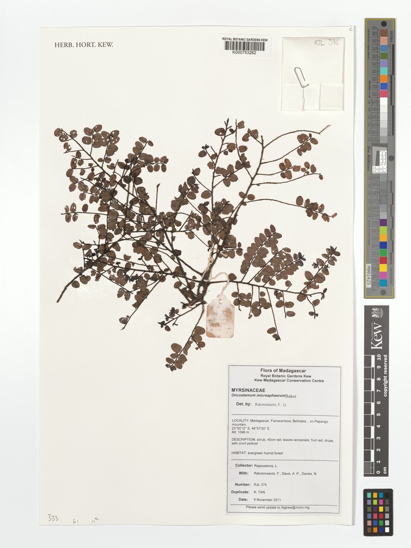 Oncostemum microsphaerum