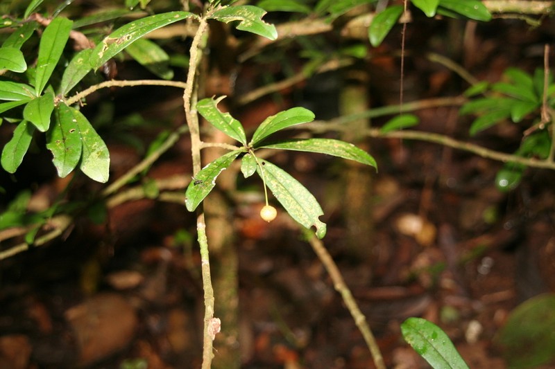 Oncostemum nervosum