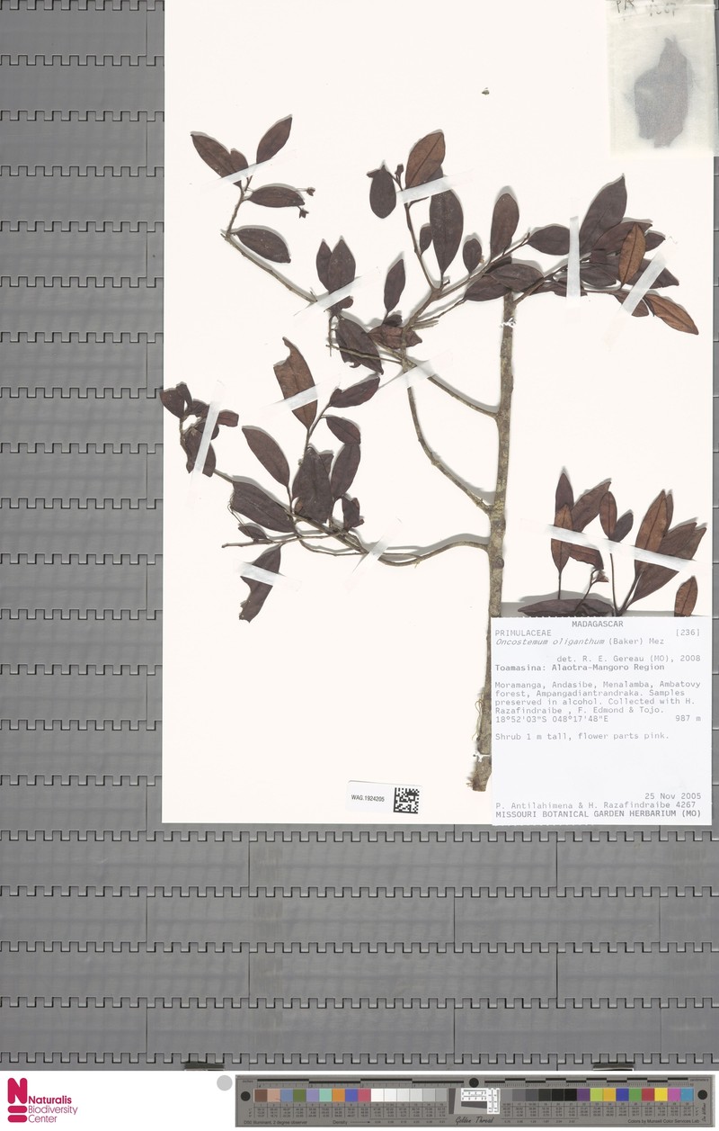 Oncostemum oliganthum