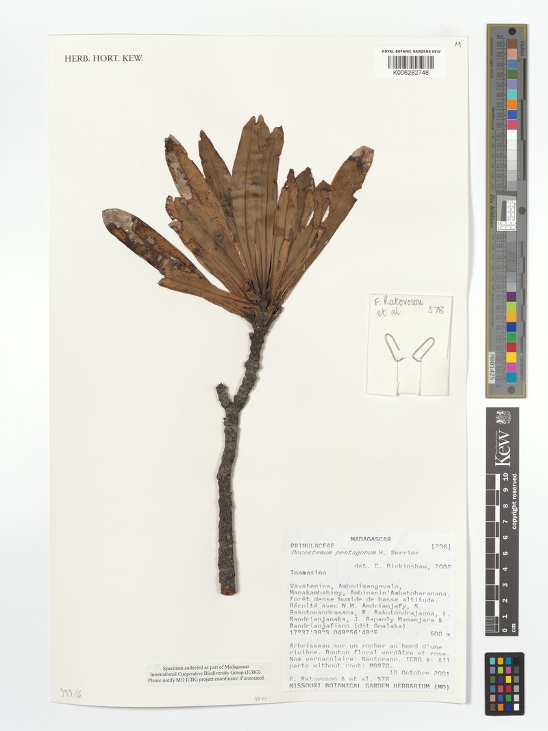 Oncostemum pentagonum