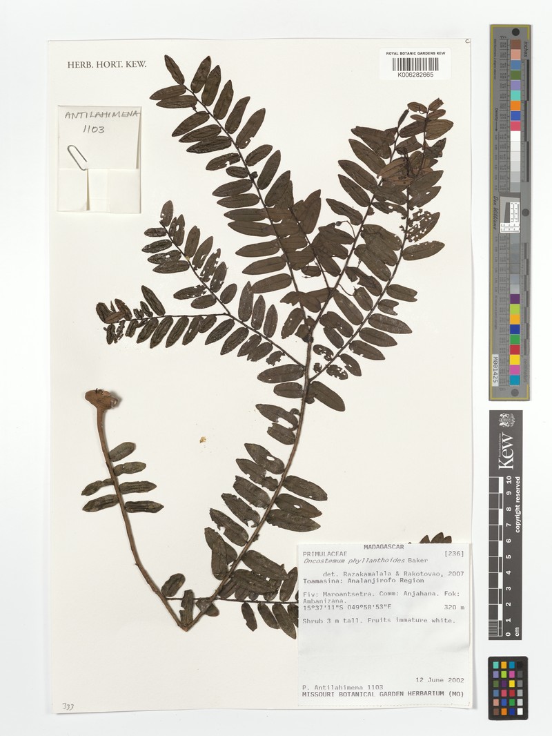 Oncostemum phyllarthoides
