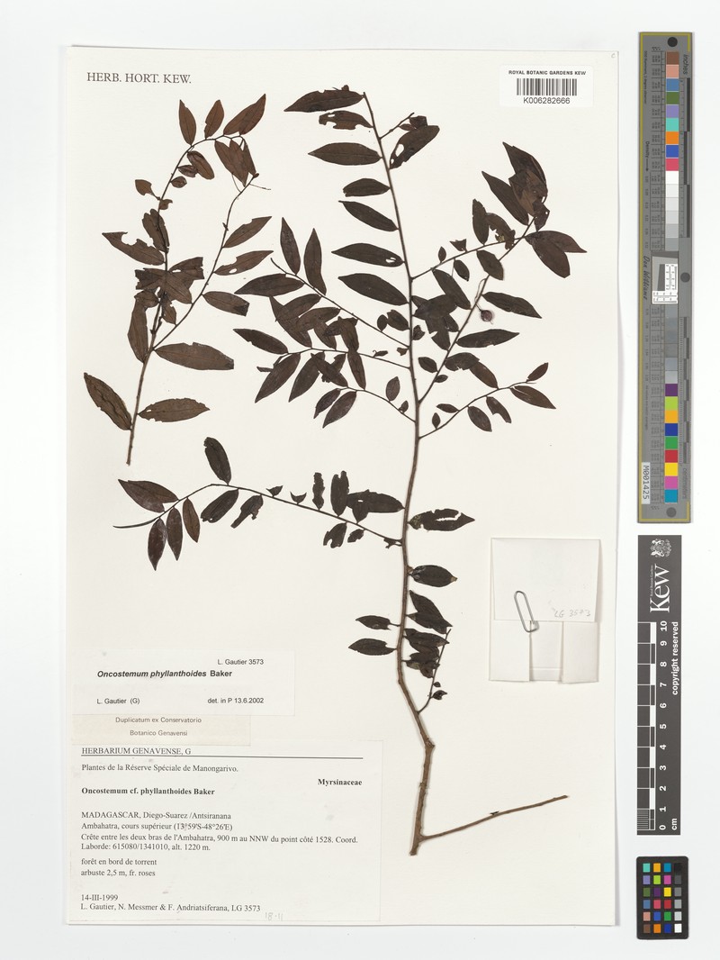 Oncostemum phyllarthoides photo 2
