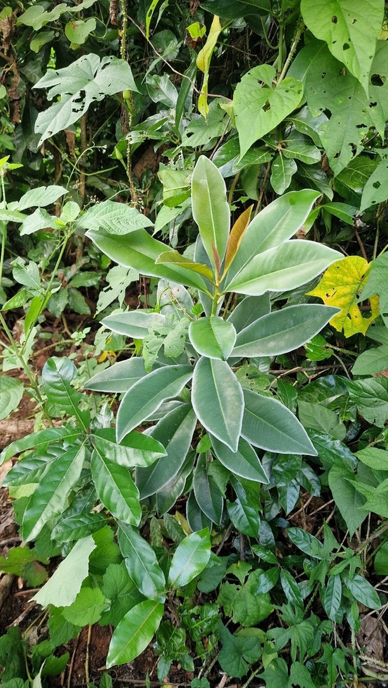 Oncostemum racemiferum