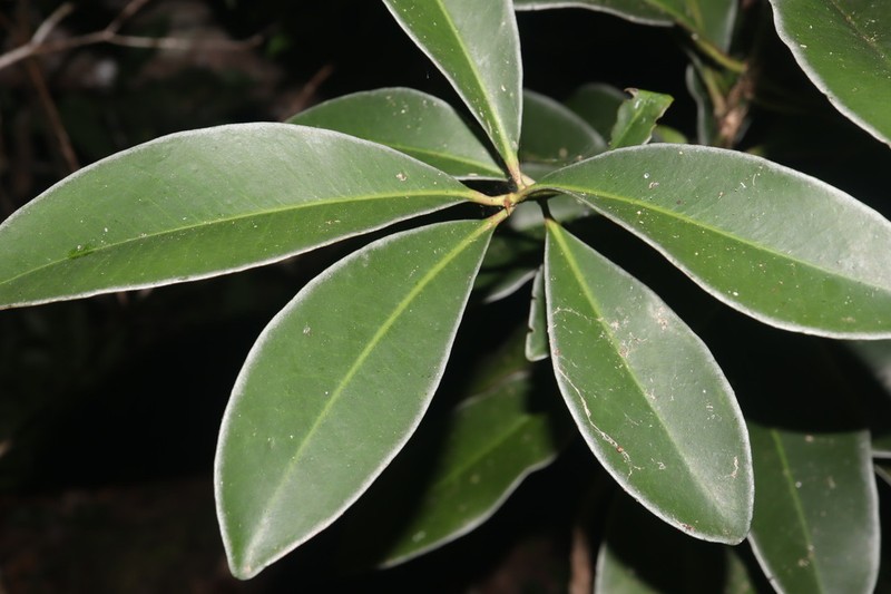 Oncostemum racemiferum photo 2