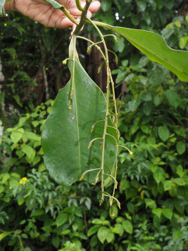 Oncostemum racemiferum photo 3