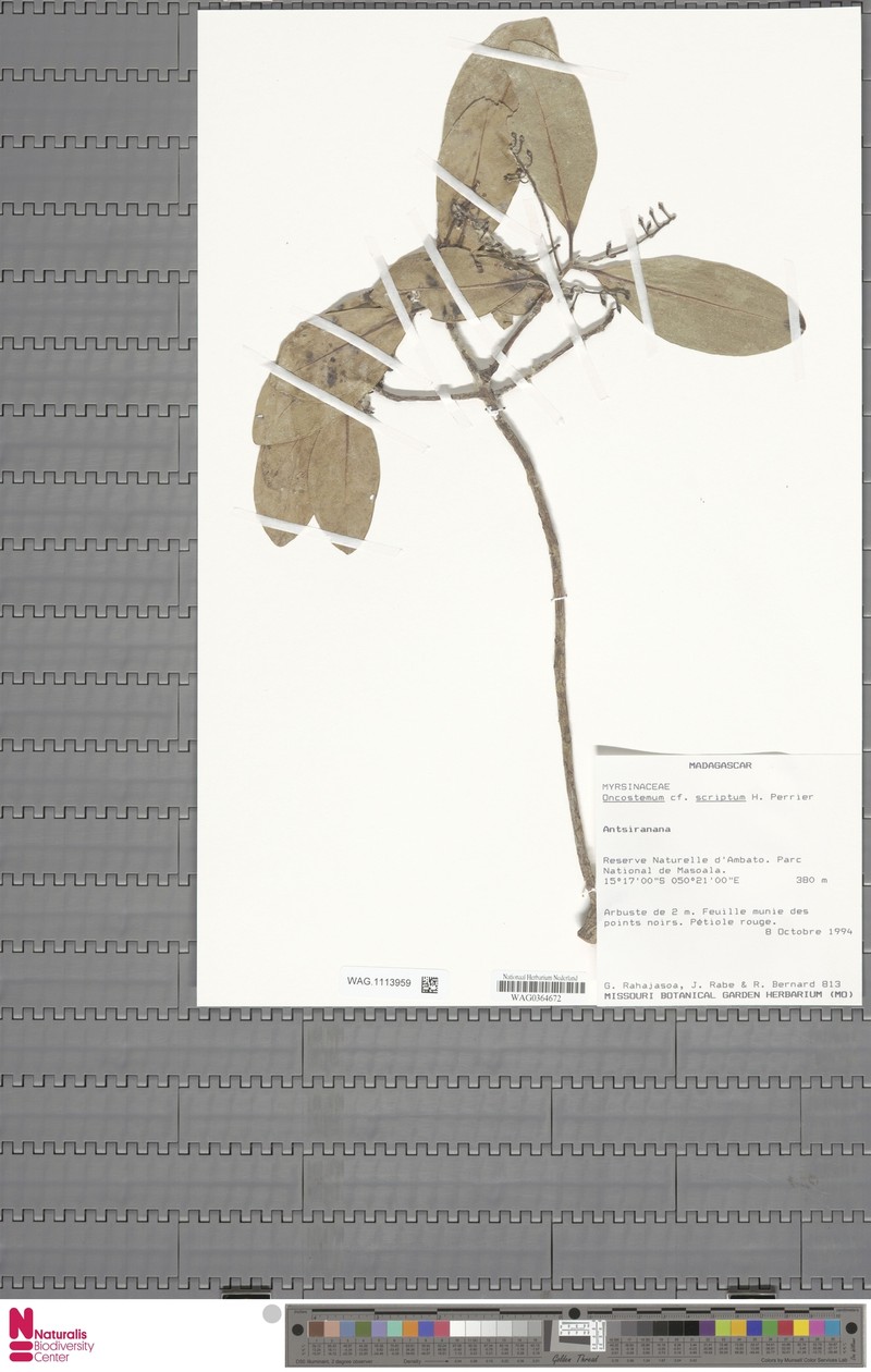 Oncostemum scriptum