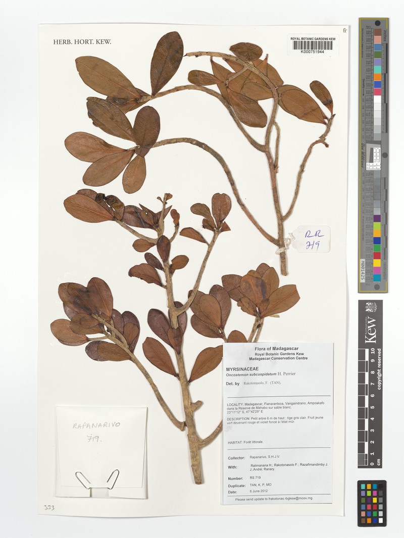 Oncostemum subcuspidatum