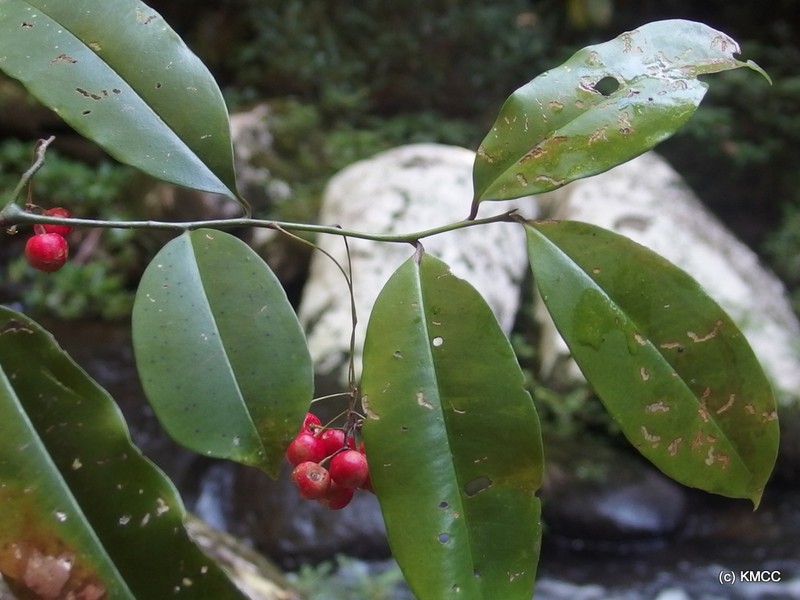 Oncostemum umbellatum