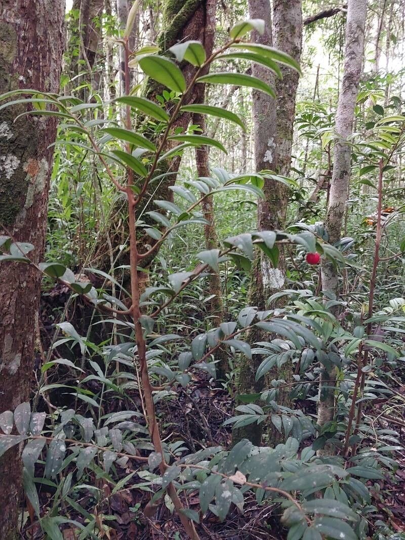 Oncostemum venulosum