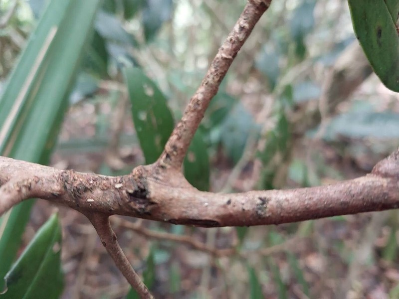 Oncostemum venulosum photo 2