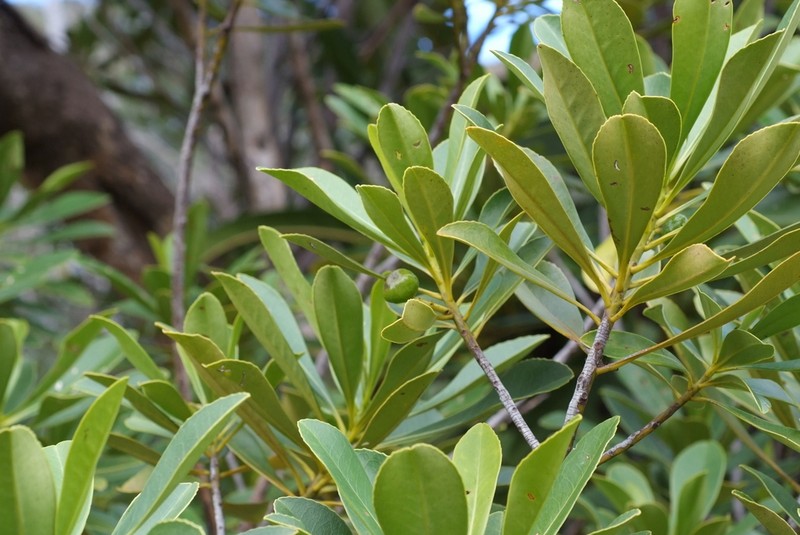 Oncotheca balansae