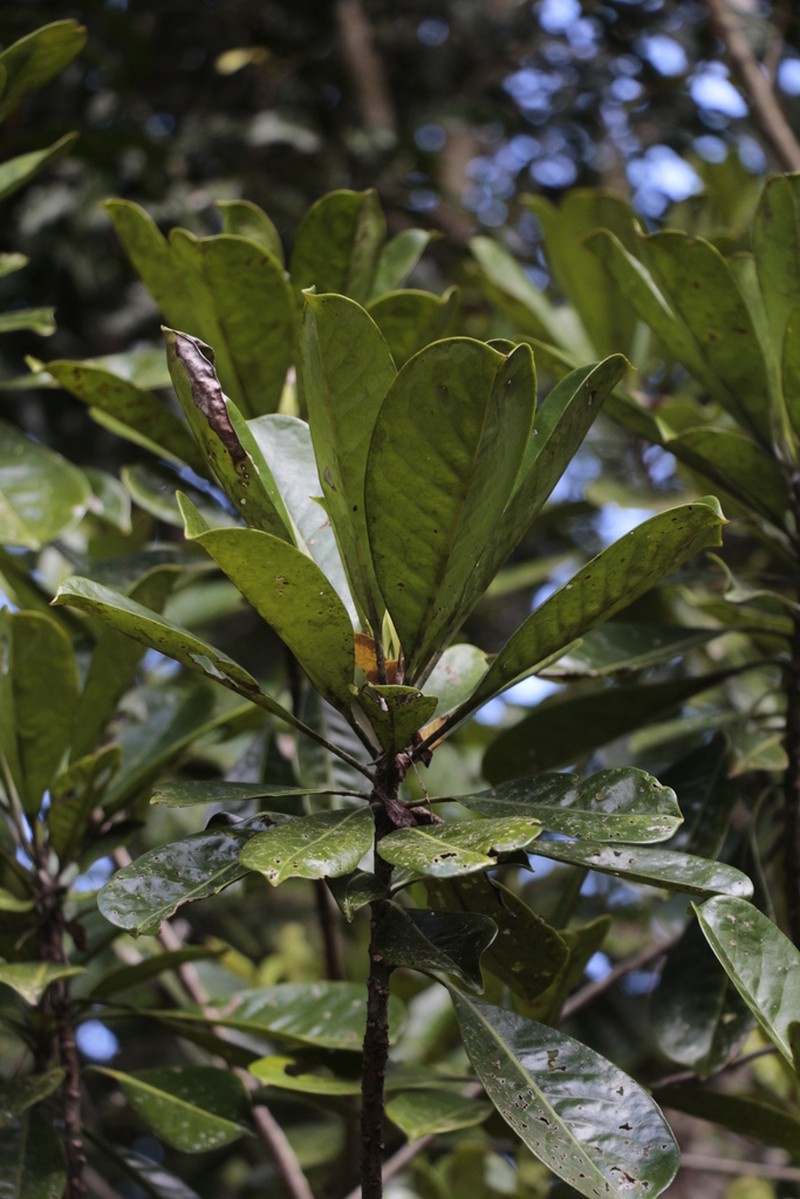 Oncotheca humboldtiana photo 2