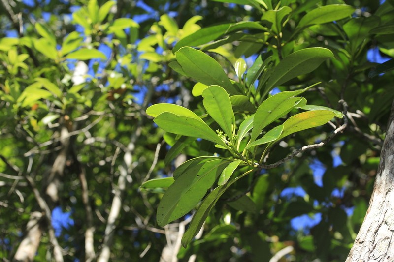 Oncotheca humboldtiana photo 3