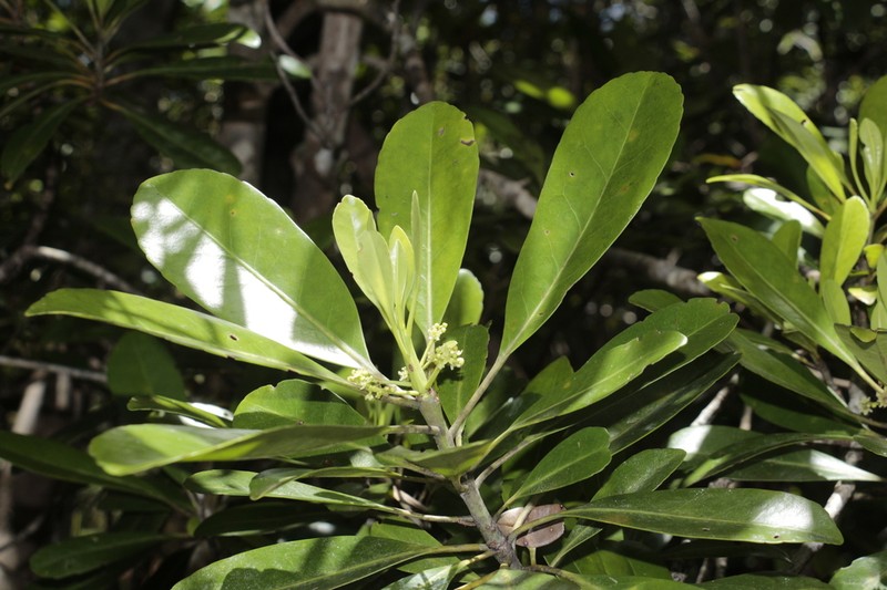 Oncotheca humboldtiana photo 4
