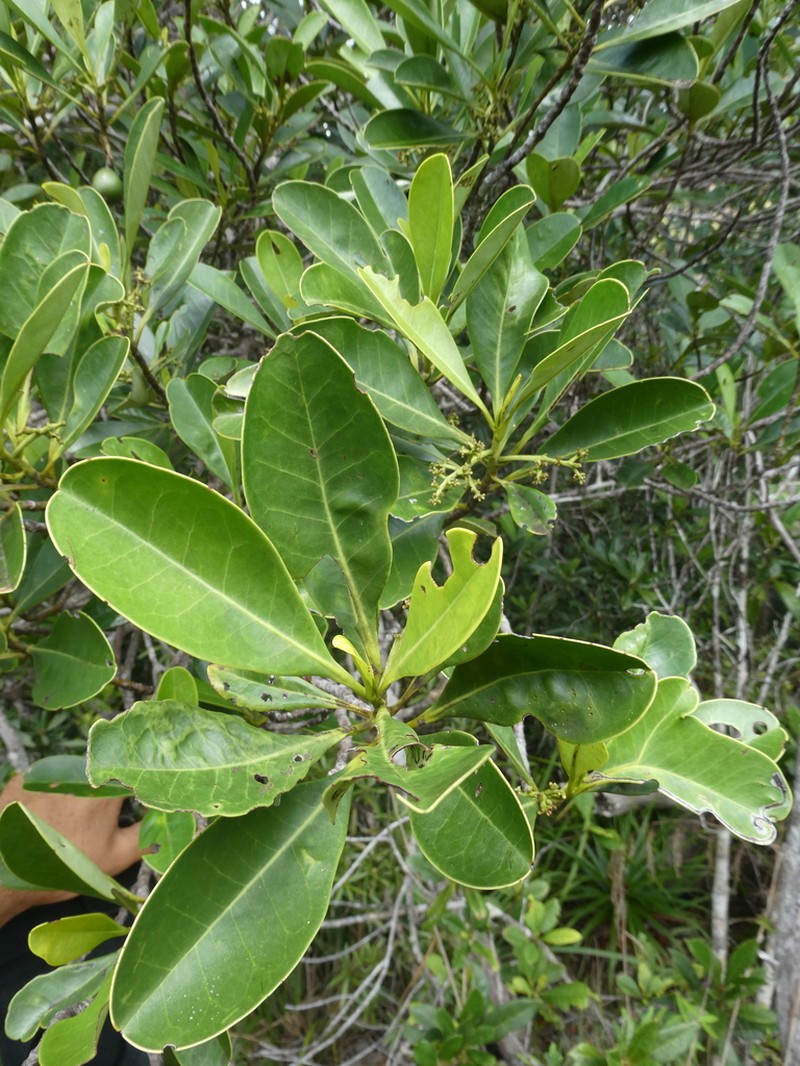 Oncotheca humboldtiana photo 5