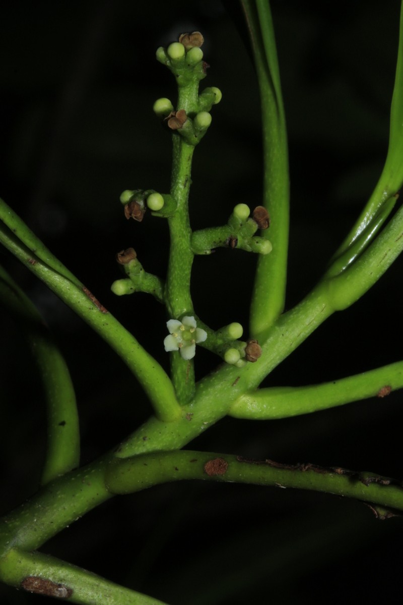 Oncotheca humboldtiana photo 6