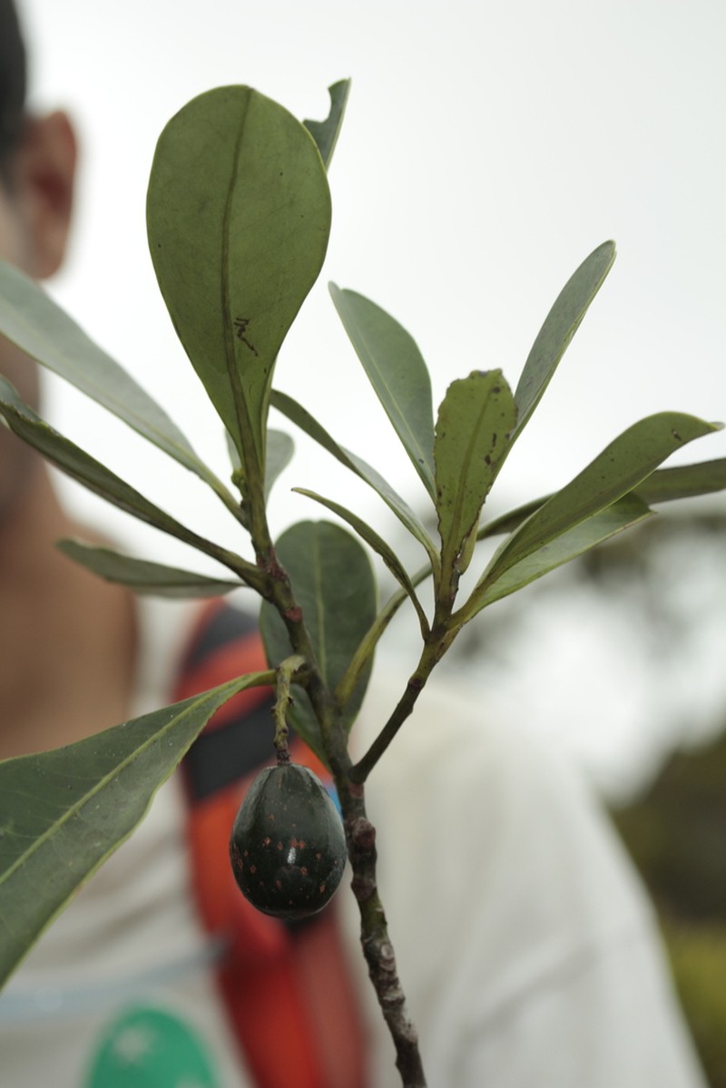 Oncotheca humboldtiana photo 7