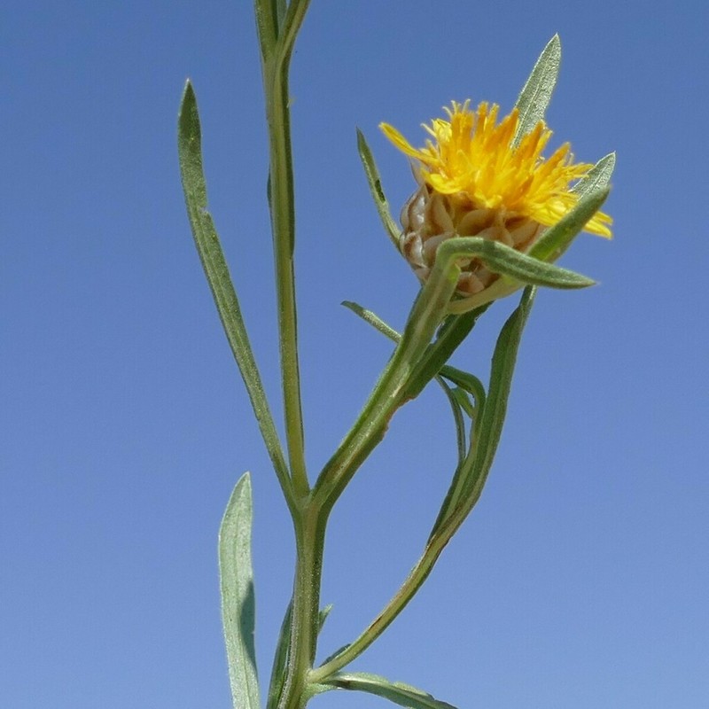 Ondetia linearis