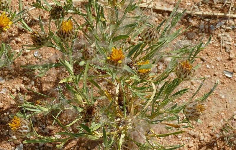 Ondetia linearis photo 2