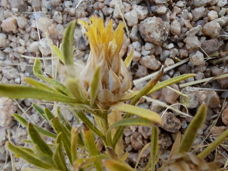 Ondetia linearis photo 3