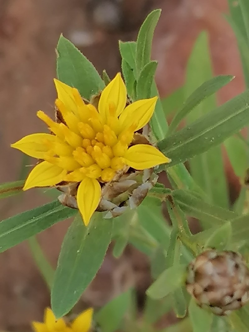 Ondetia linearis photo 4