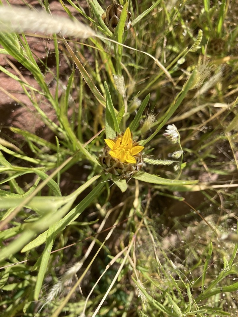 Ondetia linearis photo 5