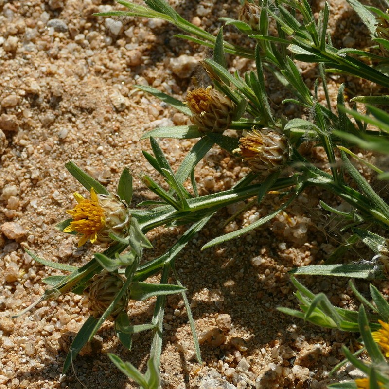 Ondetia linearis photo 6