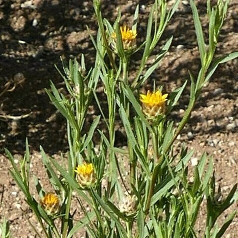Ondetia linearis photo 7
