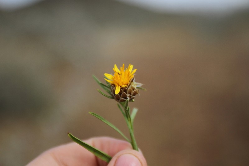 Ondetia linearis photo 8