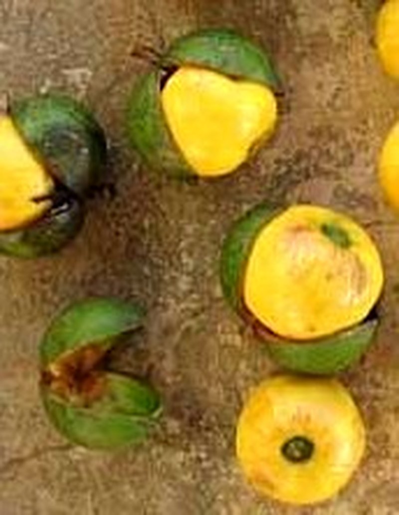 Boleko Nut
